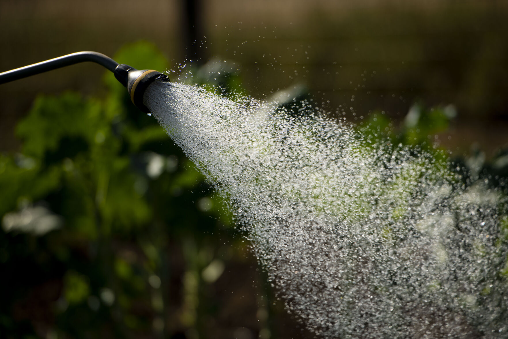 091521-news-ethnic-gardening 17.jpg